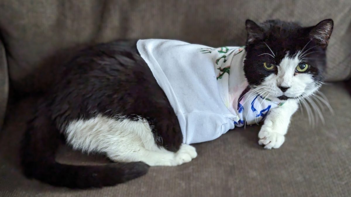 Putting a onesie on a cat hotsell